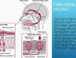 Panduan Lengkap Menjaga Kesehatan Indra Perasa dan Penciuman